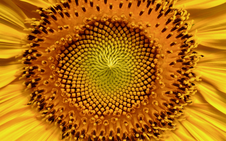 //anyon.info/wp-content/uploads/2022/10/Fibonacci-Sunflower-Pattern_Casey_Pilley-720x451-1.png